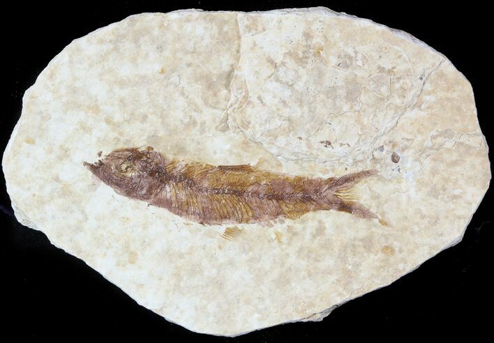 Small, Knightia Fossil Fish - Wyoming #47503